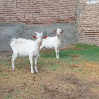 سانن نر