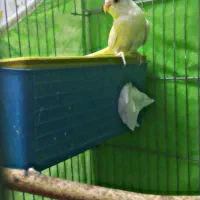 مرغ عشق دستی