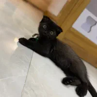 گربه اسکاتیش
