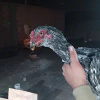 مرغ جوجه خروس لاری افغان اطیل ریشی|حیوانات مزرعه|بناب, |دیوار