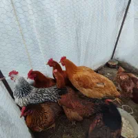 مرغ ساده لاری 11عدد