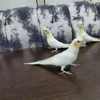 سه عدد عروس هلندی