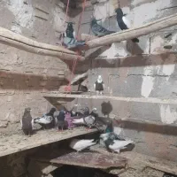 کبوتر پلاکی وطوقی وسینه ای15عدد|پرنده|فامنین, |دیوار