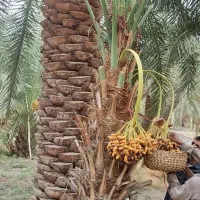 پاجوش مرغوب ترین و گران ترین خرمای جهان پیارم