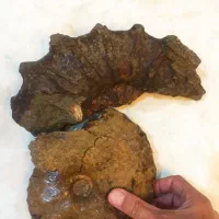 آمونیت ۱۵۰ میلیون ساله عطیقه|کلکسیون اشیاء عتیقه|شاندیز, |دیوار