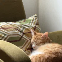 واگذاری گربه