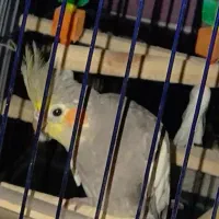 عروس هلندی|پرنده|لوندویل, |دیوار