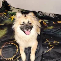 واگذاری پامر|سگ|خمین, |دیوار