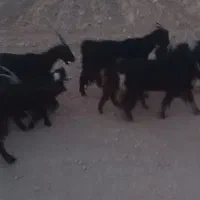 بز زاییده با بزغاله حدود 55کیلو جون خوب