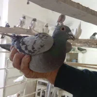 ۳ عدد پرنده مسافتی