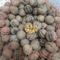 گردو تازه|خوردنی و آشامیدنی|کوزران, |دیوار