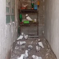 تماس جوابگو هستم|پرنده|بندر کنگان, |دیوار