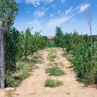 ۴۰۵ متر باغ میوه محصور // ۷۸۰ میلیون با سهمیه آب