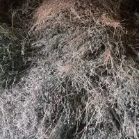 یونجه خشک وکاهش گندم دستگاه|حیوانات مزرعه|داورزن, |دیوار