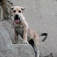 سگ سرابی