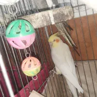 فروش دو جفت عروس هلندی با تخم و جوجه