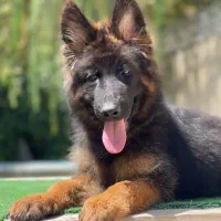 توله ژرمن بلک و دورنگ اصیل