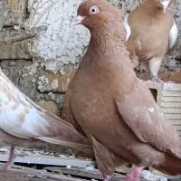 کبوتر زرد ماده ـ شاهیوند