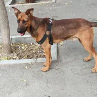 میکس دوبرمن و ژرمن|سگ|تهران, پیکان شهر|دیوار