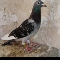 دسته پلاکی20تا|پرنده|سروستان, |دیوار