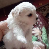 تریر بازیگوش