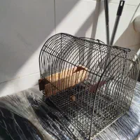 قفس|لوازم جانبی حیوانات|شیراز, کوشک میدان|دیوار