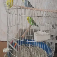 سه عدد مرغ عشق