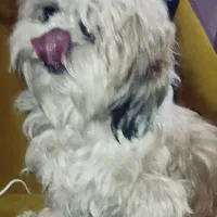 یه مادر و دختر نژاد شیتزو|سگ|تهران, هاشم‌آباد|دیوار