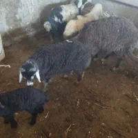 بره ماده وشیشک میش