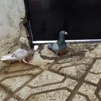 صید بوم پرشی طوقی زردپلاکی