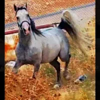جهت فصل کشش سیلمی ترکی تارخ