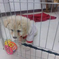 فروش بعلت نبودوقت|سگ|فردیس, شهرک شهید حسینی|دیوار