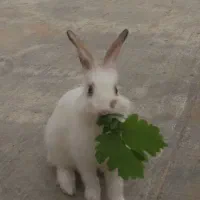 خرگوش شیطون