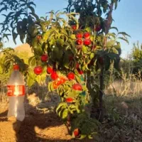 باغ همراه با آلاچیق فریدونشهر|فروش زمین و ملک کلنگی|فریدونشهر, |دیوار