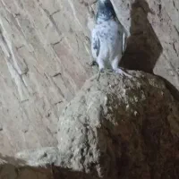 کبوتر ماده|پرنده|سریش آباد, |دیوار