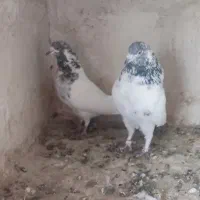 نرو ماده دهن جور|پرنده|کاشان, لتحر|دیوار