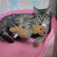 واگذاری رایگان گربه ۵ ماهه خانگی مهربون
