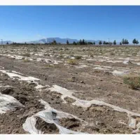 جمع آوری ضایعات نایلون هندوانه کنترات بانفرات زیاد