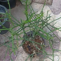 گل وگیاه|گل و گیاه طبیعی|بندر گناوه, |دیوار