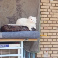 گربه ماده|گربه|اهواز, عین ۲|دیوار