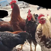 فروش خروس محلی