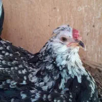 تخم مرغ نطفه دار گلین فارم