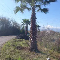 یاس شرابی و پالم زمینی ۴ متروتویا آمریکایی ۲ ساله|گل و گیاه طبیعی|رودسر, |دیوار