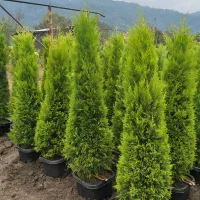 نهال درخت درختچه گل و گیاه پردیس ودماوند تهران|خدمات باغبانی و درختکاری|تهران, ازگل|دیوار