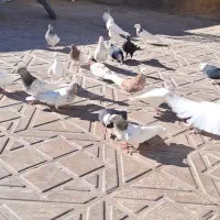 بله کفتر رنگی