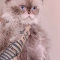 چاکلت پوینت چشم ابی