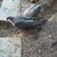 جفت کرواتی|پرنده|خرمشهر, |دیوار