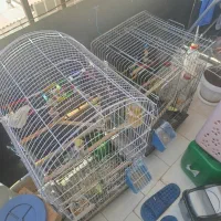 قفس بزرگ پرنده با وسایل