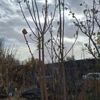 نهال بادام درشت تک و عمده موجود همراه با بادام|خدمات باغبانی و درختکاری|فلاورجان, |دیوار