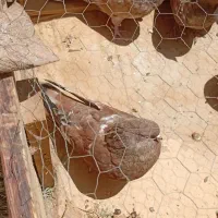 کبوتر کله ای تاپ